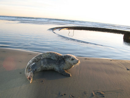 Washaway Beach